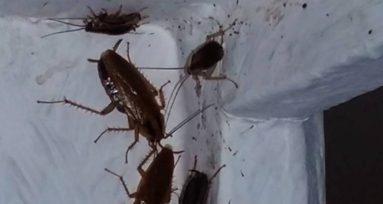 Photo de blattes et cafards dans un coin de pièce