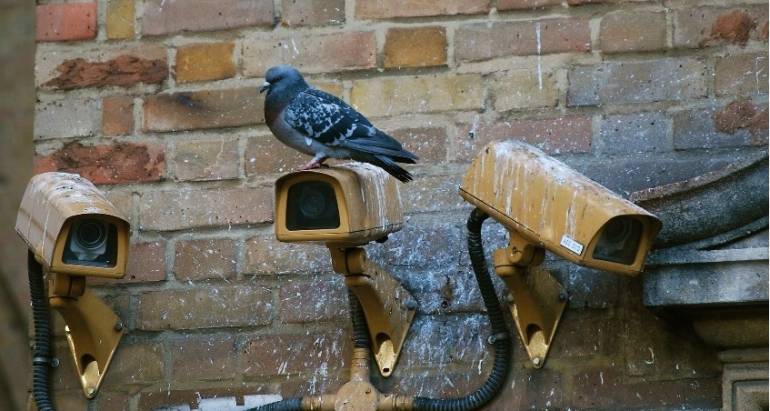 Pigeons sur des caméras de surveillances en milieux urbain sur le point d'être traités par BEN4D.